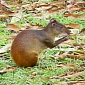 Generally Despised Rodents Now Found to Safeguard Tropical Forests