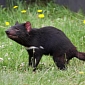 Genetic Data of Cancer Killing Tasmanian Devils Finally Sequenced