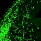 Genetic 'GPS System' Can Track Brain Cells