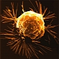 Genetic Signature of Cancer Stem Cells Found