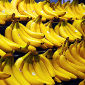 Genetically Modified Banana Could Outsmart Diseases