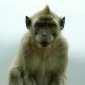Genetically Modified Monkeys to Help Fight Huntington's Disease