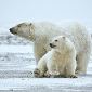 Genome Extracted from Ancient Polar Bear Fossil