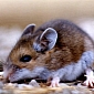 Genomes of 17 Strains of Lab Mice Sequenced