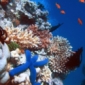 Geoengineering Won't Save Coral Reefs