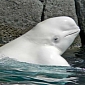 Georgia Aquarium Denied Request to Import 18 Beluga Whales