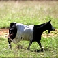 Kentucky Woman Fits Goat with Custom-Made Bra