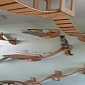 German Company Builds the Ultimate Indoor Cat Walkway