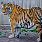 Germany Agrees to Spend $27M (€19.74) on Tiger Conservation