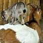 Germany's Zoo Krefeld Now Home to Eleven Baby Goats