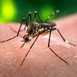 Getting the Dengue Virus May Sometimes Be Beneficial