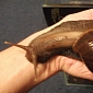 Giant African Snail Captured and Destroyed by Australian Authorities