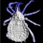 Giant Ancient Spiders Get 3D Models