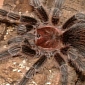 Giant Asbestos-Contaminated Tarantula Reportedly on the Loose in Cardiff, Wales