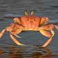 Giant Crabs Are Taking Up Residence in Chesapeake Bay