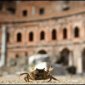 Giant Crabs Living in Roman Ruins