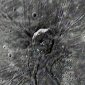 Giant Crater on Mercury Has Spider-like Appearance