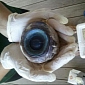 Giant Eyeball Mystery Almost Solved: It’s Not a Squid’s