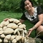 Giant Fungus the Size of a Tire Found in Chinese Village