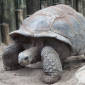 Giant Galapagos Tortoises Threatened by Mosquitoes