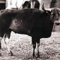 Giant Jungle Ox, Proven to be Real Species