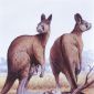 Giant Kangaroos Killed 40,000 Years Ago by a Severe Drought, Not by Ancient Aborigines