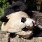 Giant Panda Living at National Zoo Is Artificially Inseminated