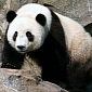 Giant Panda at Edinburgh Zoo Has Miscarried, Keepers Say