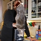 Giant Rat Chews Its Way into Swedish Family's Kitchen, Terrorizes Cat