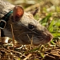 Spotlight: Giant Rats Help People Find Land Mines in Mozambique