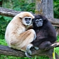 Gibbons Share Some of Our Vocal Techniques