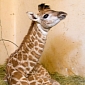 Giraffe Calf Is Thriving at Sao Paulo Zoo in Brazil