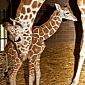 Giraffe Calf at Oklahoma City Zoo Meets Her Siblings