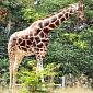 Giraffe Suffers Cardiac Arrest After Being Chased on the Streets of Imola