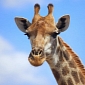 Giraffe at Danish Zoo Won't Be Killed After All