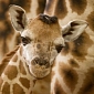Giraffe at Zoo Praha in the Czech Republic Gives Birth to Her 11th Calf