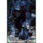 Girl Chimps Play with Dolls of Their Own