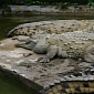 Gladys Porter Zoo Saves Two Crocodiles Considered Endangered Species