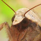 Glare-Free Displays Derived from Moths' Eye Patterns