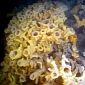 Glass Sponges Are Now Thriving in the Antarctic, Have Global Warming to Thank