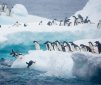 Global Warming Could Wipe Out Antarctic Penguins in 10 Years