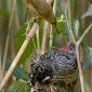 Global Warming Influences Cuckoos' Egg-Laying Habits