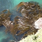 Global Warming Might Cause the Extinction of Seaweed