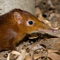 Global Warming Proven to “Tame” Shrews