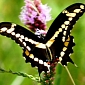 Global Warming Sends Tropical Butterfly Flying All the Way to Canada