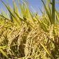 Global Warming to Hamper Rice Production