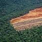 Global Wood Demand Set to Triple by 2050, WWF Says