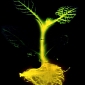 Glowing Plants Promise Sustainable Natural Lighting