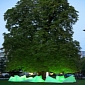 100-Year Old Tree Makes Music in Berlin