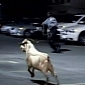Goat Escapes Slaughterhouse, Goes for a Walk Around Brooklyn